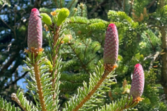 TQPfingsten03